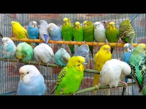 DİŞİ Muhabbet Kuşu Sesi - Muhabbet Kuşu Kızıştırma #ÇILDIRACAK