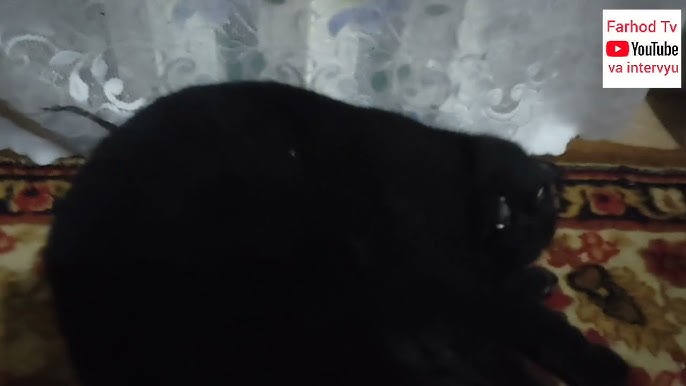 Rus xotini oshxonada porno Konusning rinstoneslarini tirnoqlarga qanday qollash mumkin