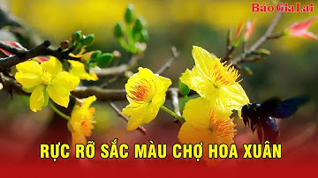Rực rỡ sắc màu chợ hoa Xuân