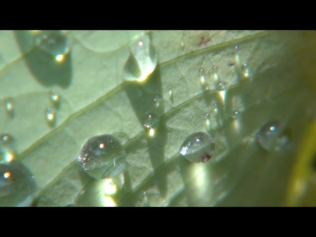 Watch Doon Kanda - Fractal on YouTube Watch Doon Kanda - Fractal on YouTube