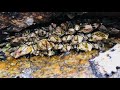 Barnacles cleanup - satisfying (Episode 534)