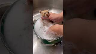 Bath time for a *TINY* KITTEN!! #kittens #catsoftiktok #cats