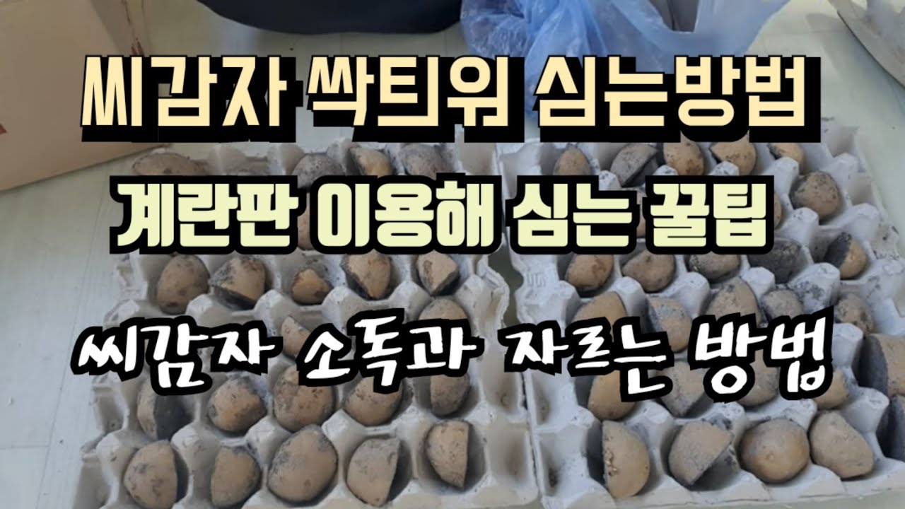 [23-15]씨감자 계란판에 싹틔워 심는 방법, 씨감자 소독과 자르는 방법