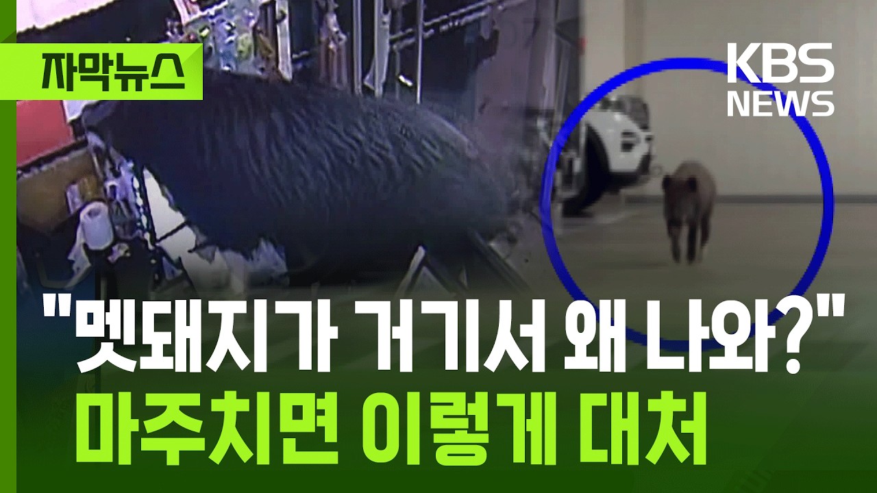 [자막뉴스] 