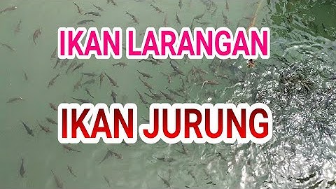 MELIHAT IKAN LARANGAN (IKAN JURUNG) II EPISODE 175