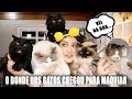 MEUS GATOS ESCOLHERAM A MINHA MAKE E FOI BEM LOCO | Duda Fernandes