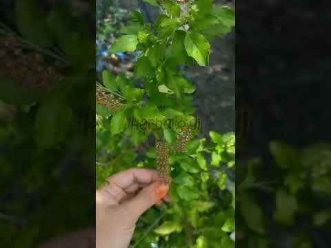 Video: Cara Menanam Vanilla (dengan Gambar)