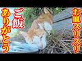 お皿スリスリして喜ぶ猫にご飯をあげると・・・ さくらねこへのエサやり【視聴だけでも猫たちを助けることになります】支援者様 視聴者様 猫たちに神のご加護を！