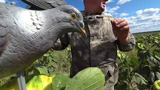 Охота на Вяхиря в одной минуте, Pigeon hunting 2019