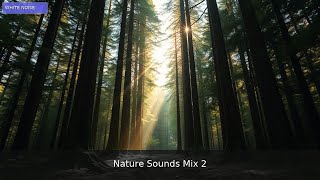 🌲 Tranquil Harmony: Nature’s Embrace | 1 Hour Forest Meditation Mix