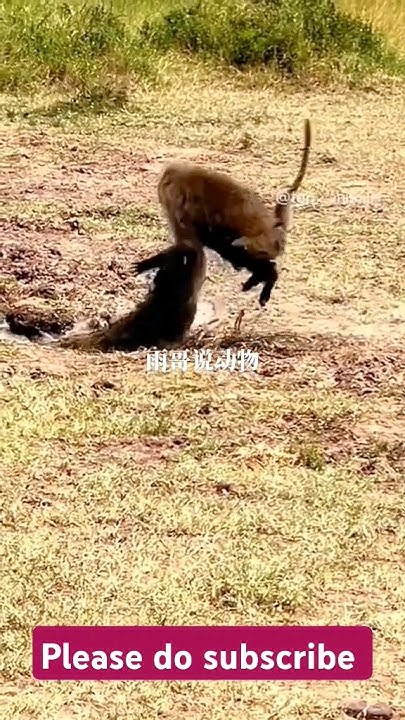 😲😲😲😲 Monkey Vs Crocodile Fight Short video #viralreels #viral #