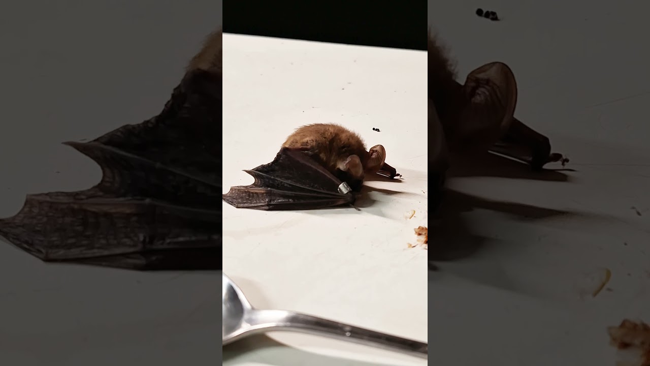 Look at this Micro Bat getting a quick snack before release! 