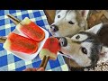 Watermelon Popsicle for Dogs 🍉 Frozen Dog Treats DIY