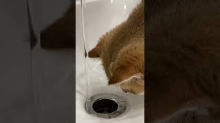 😸💧Котенок впервые видит воду