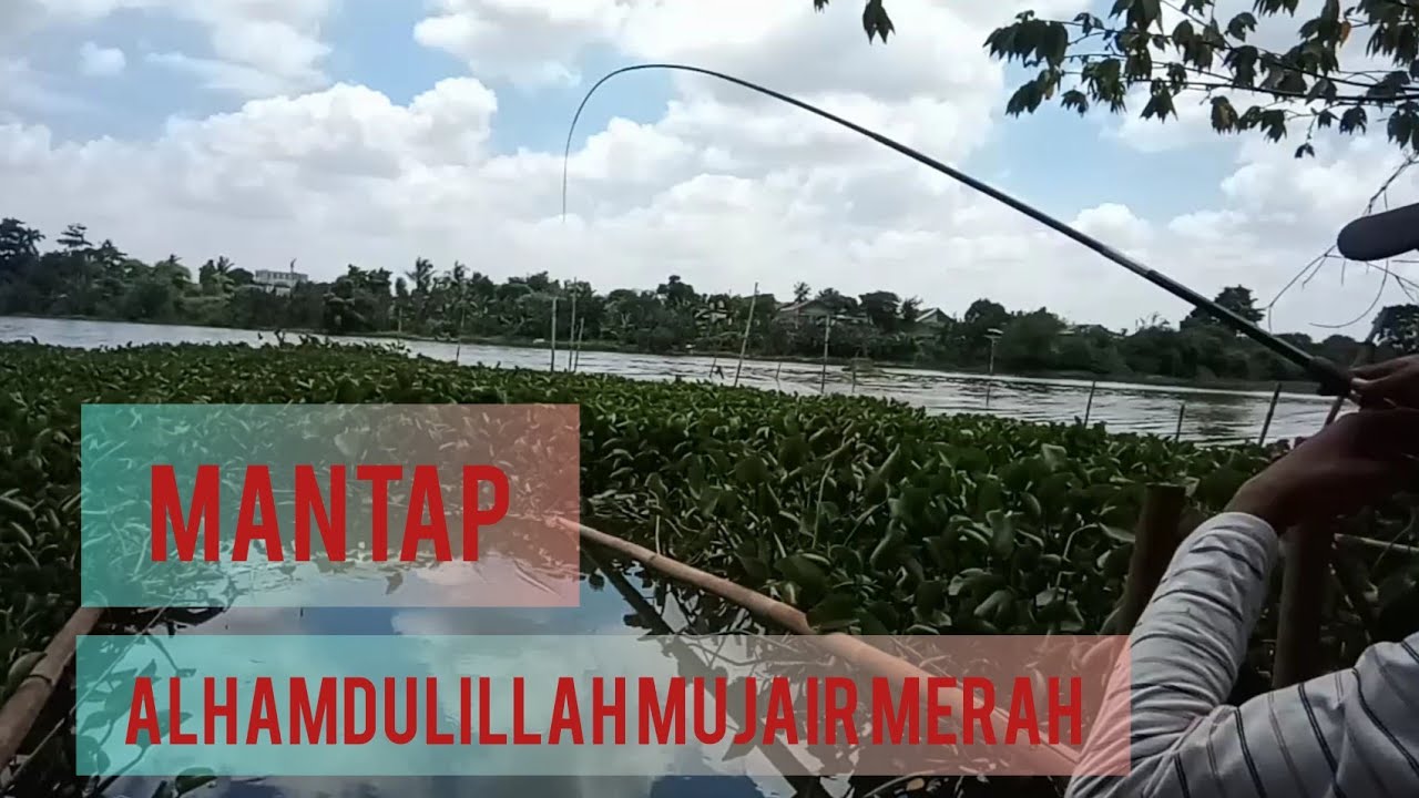  Mancing  mujair  merah nila  YouTube