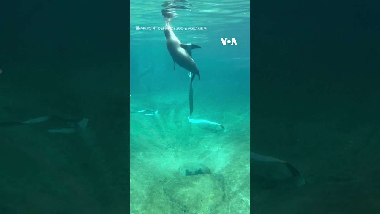 Balaca dəniz şiri akvariumda ritmik gimnastika hərəkətləri n&uuml;mayiş etdirir