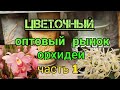 Цветочный  оптовый  рынок . Орхидеи .Часть 1