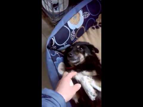 Valene - so sweet and lovely stray dogs article