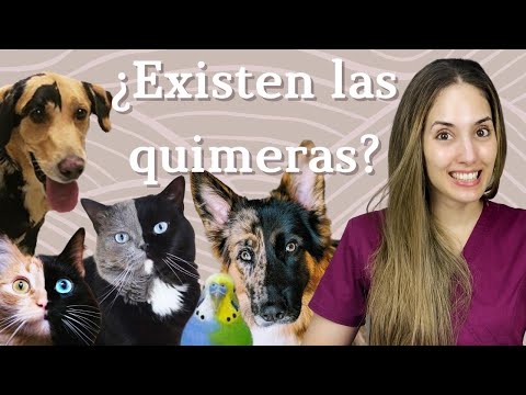 Video: ¿Puedes tener quimerismo?