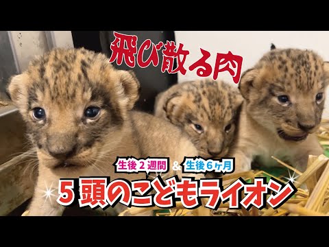 飛び散る肉が成長を感じる！５頭のこどもライオンたち！