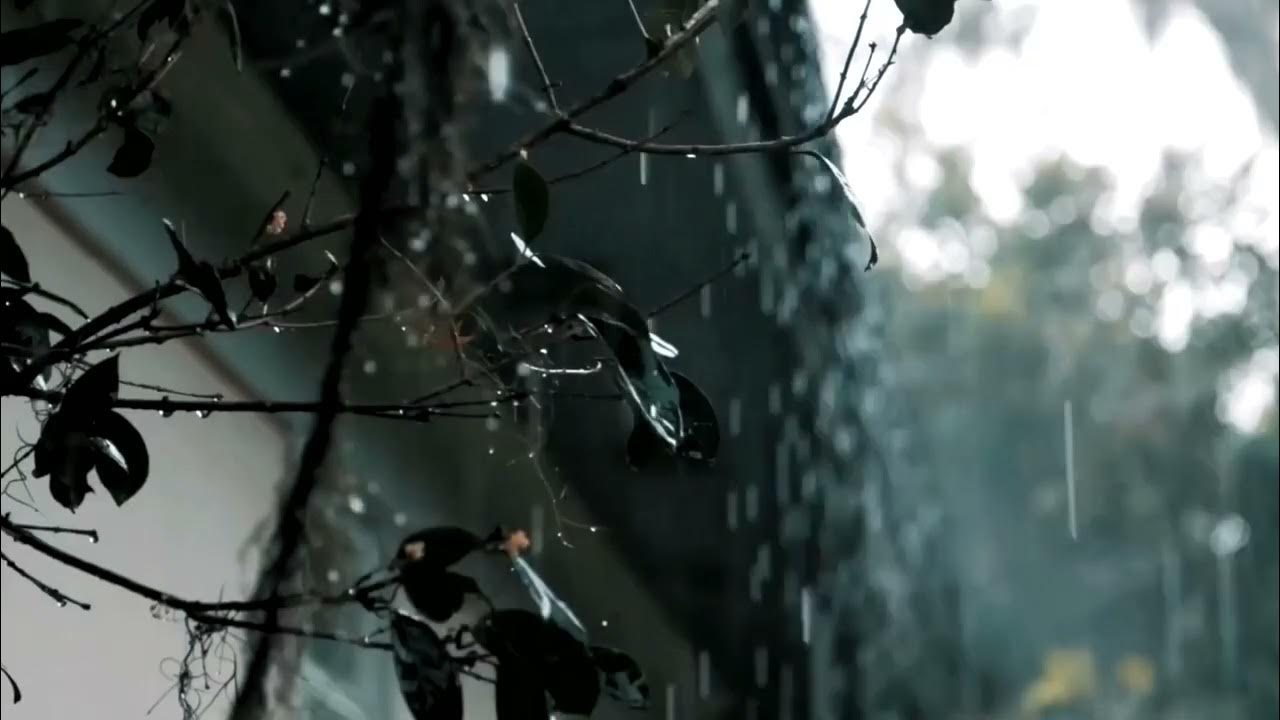 Дождь 1 час. Тропический ливень. 30% дождь. rain video.