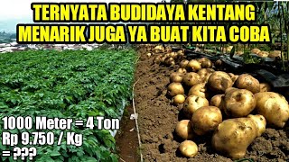 It Turns Out Potato Farming Is Very Profitable | How to Grow Potatoes