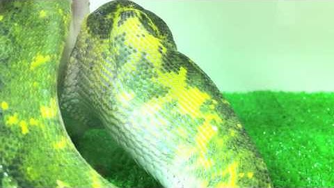 My Green Tree Python Eating 2 rats （with music） 綠樹蟒餵食影片