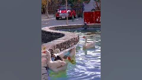 سابقوا إلى مغفرة من ربكم وجنة بصوت الشيخ ياسر الدوسري تلاوة رائعة وخاشعة