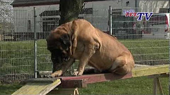 Mastif – Wikipedia, wolna encyklopedia, Mastiff - Wikipedia, Neapolitan Mastiff - Wikipedia, Giant Tibetan Mastif - YouTube, Urban Dictionary: Mastif, Mastif Discography at Discogs, Lehe Suur Paks Mastif - RateBeer, Hodowla psów rasowych mastif tybetański :: Tibetan Mastiff :: DO ...