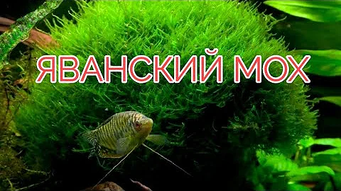 ЯВАНСКИЙ МОХ. УСЛОВИЯ СОДЕРЖАНИЯ И РАЗВЕДЕНИЕ
