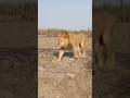 #lion