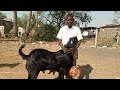 Sanjay Atole|Omkar Goat Farm| Beetal, Sirohi, Boer Cross Kids And Goats For Sale|Baramati|Marathi.