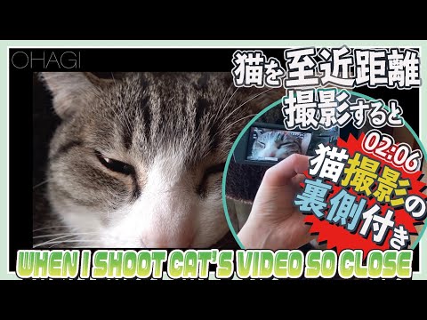 猫を至近距離で撮影すると（撮影の裏側付き）