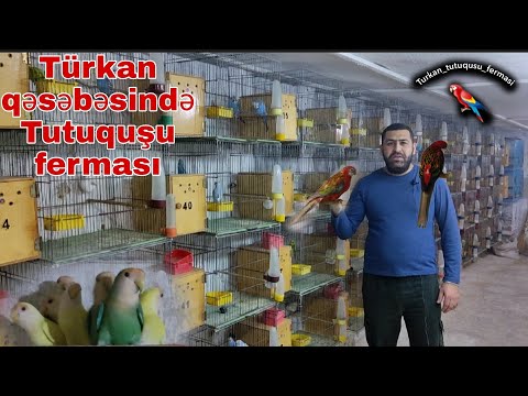 Video: Qaranquşlar Hara Uçurlar