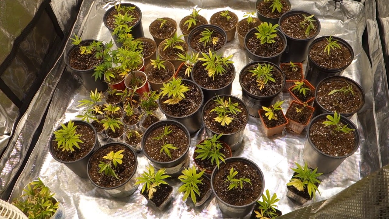 NEW INDOOR GARDEN SETUP NEW GROW SERIES - YouTube