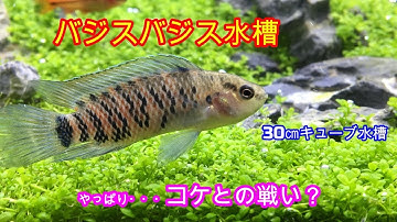 バジスバジス Youtube バジスバジス Youtube