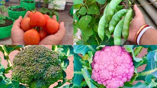 Best Winter Vegetable plant Seeds To Grow In December / Vegetable Seeds To Sow In December