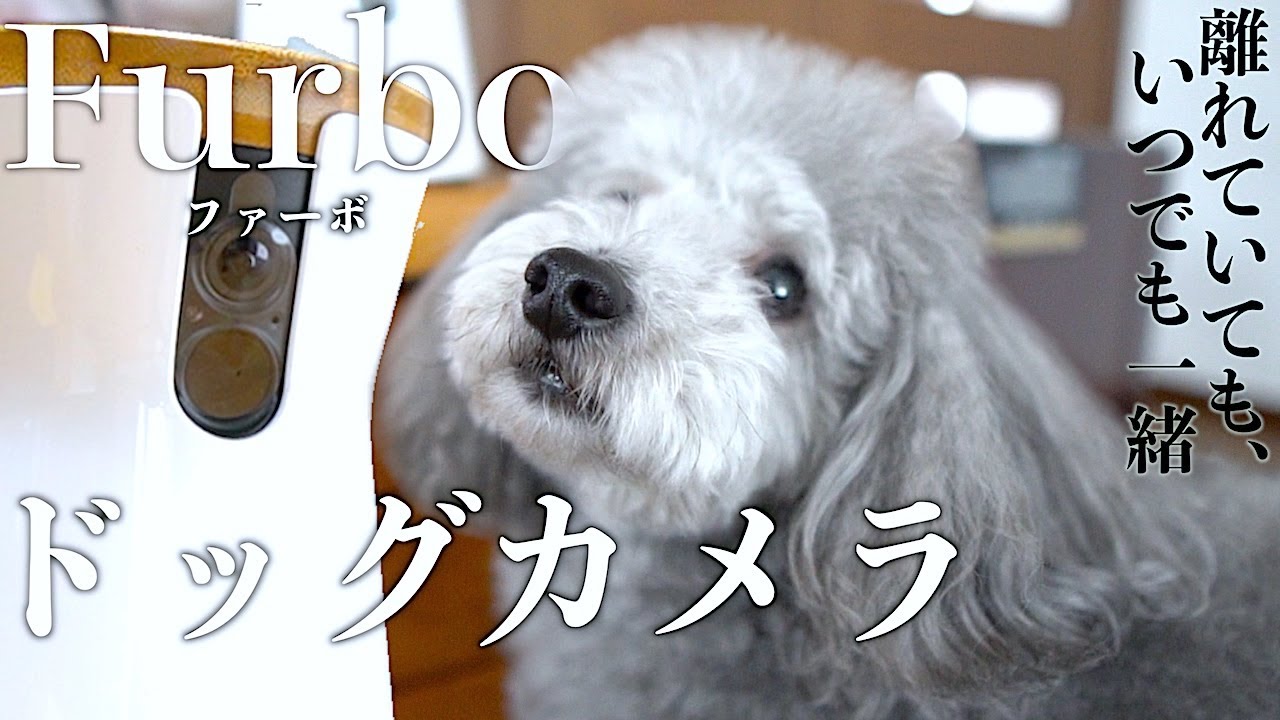 愛犬のお留守番中の様子を見守れる ドッグカメラfurboがやってきた トイプードルのグリィ 犬 Dog Toy Poodle Youtube 愛犬のお留守番中の様子を見守れる ドッグカメラfurboがやってきた トイプードルのグリィ 犬 Dog Toy Poodle Youtube
