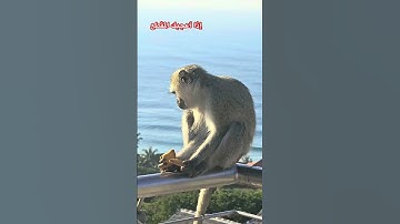 روعة التلاوة مع التأمل في خلق الله
