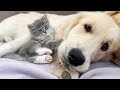 How a golden retriever and a tiny kitten became best friends compilation