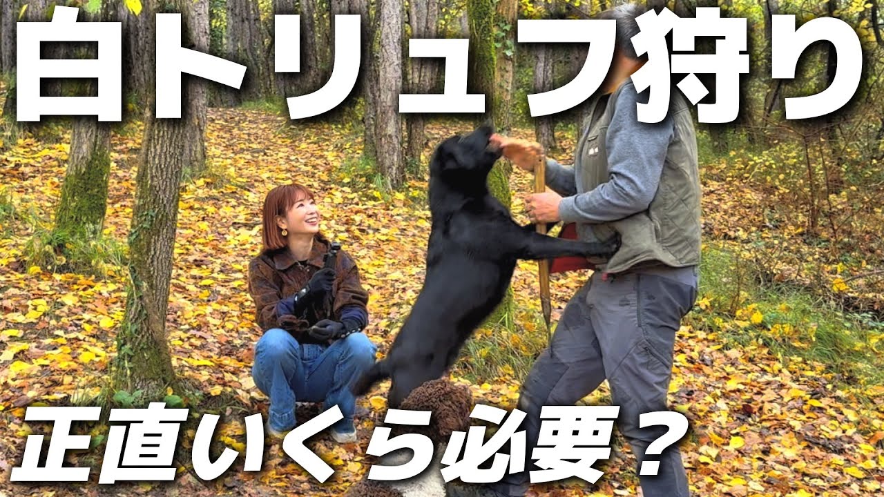 【クロアチア】秋のイストラ半島がすごい！本当は教えたくない穴場体験。白トリュフ狩り×豪邸ステイ🤫【2泊3日】