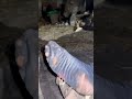 Torn Socks,Trench Reality(구멍난 양말,참호 속 현실) #shorts