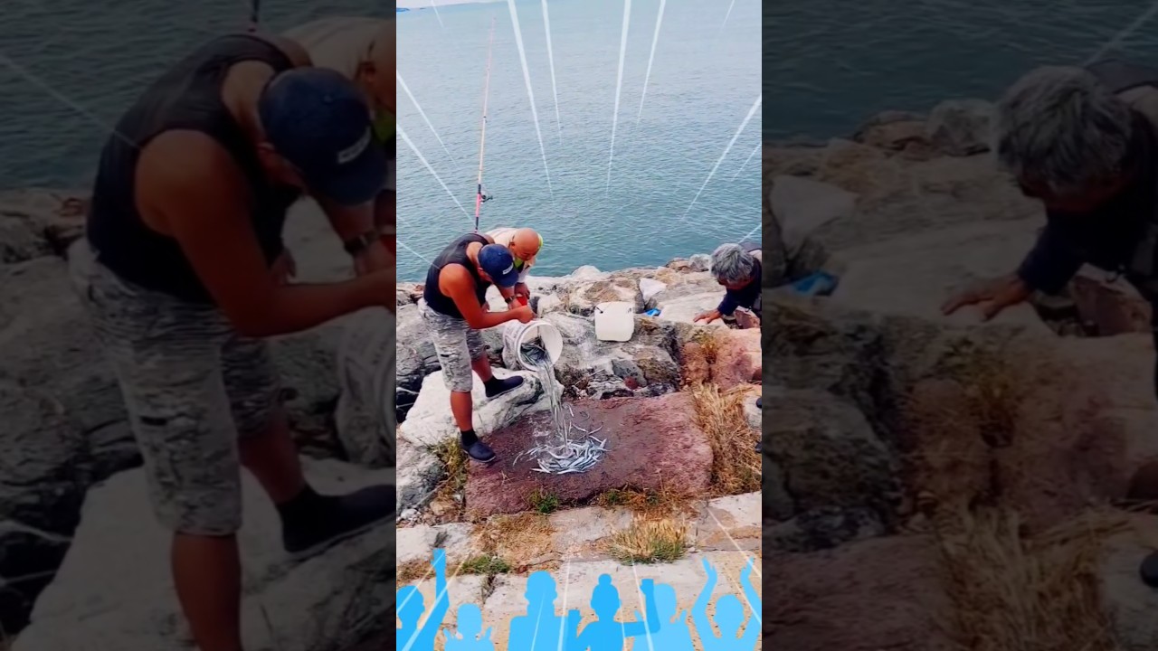 시화방조제에서 투망으로 잡은 학꽁치 실제상황 ! #shorts