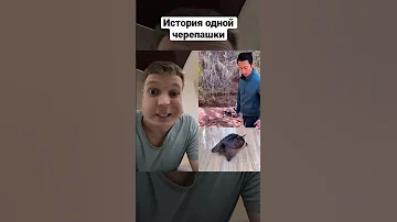 История одной черепашки