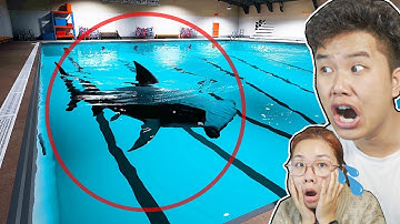 NỖI SỢ HỒI NHỎ. Có 1 con CÁ MẬP trong HỒ BƠI ! bqThanh & Ốc Chơi Sharks And Minnows