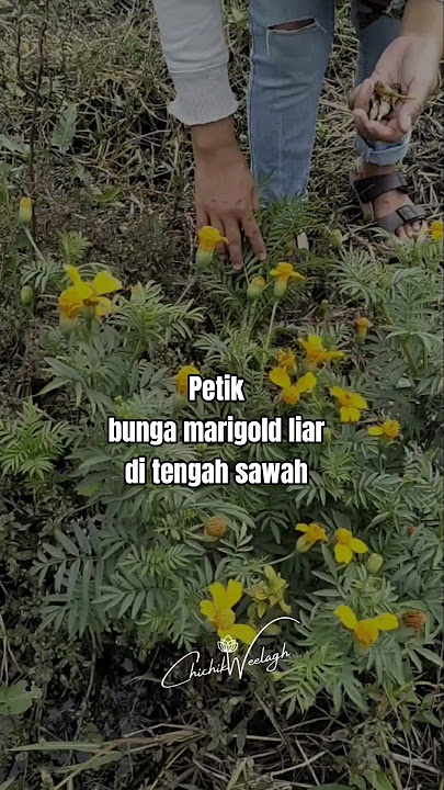 Bunga marigold ini tumbuh liar ditengah sawah, saya petik bunga keringnya untuk saya tanam dikebun