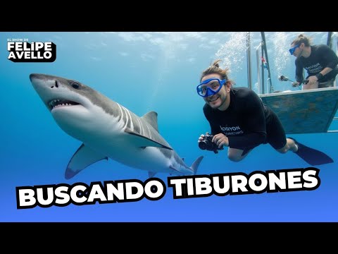 ''BUSCANDO TIBURONES'' - en Teatro Nescafé de las Artes y 2023
