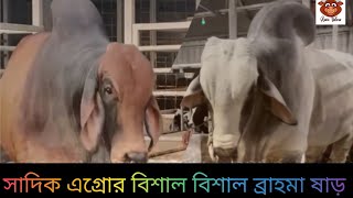সাদিক এগ্রোর বিশাল বিশাল ব্রাহমা ষাড়। Huge Brahman Bulls of Sadeeq Agro. Sadeeq Agro, Dhaka.