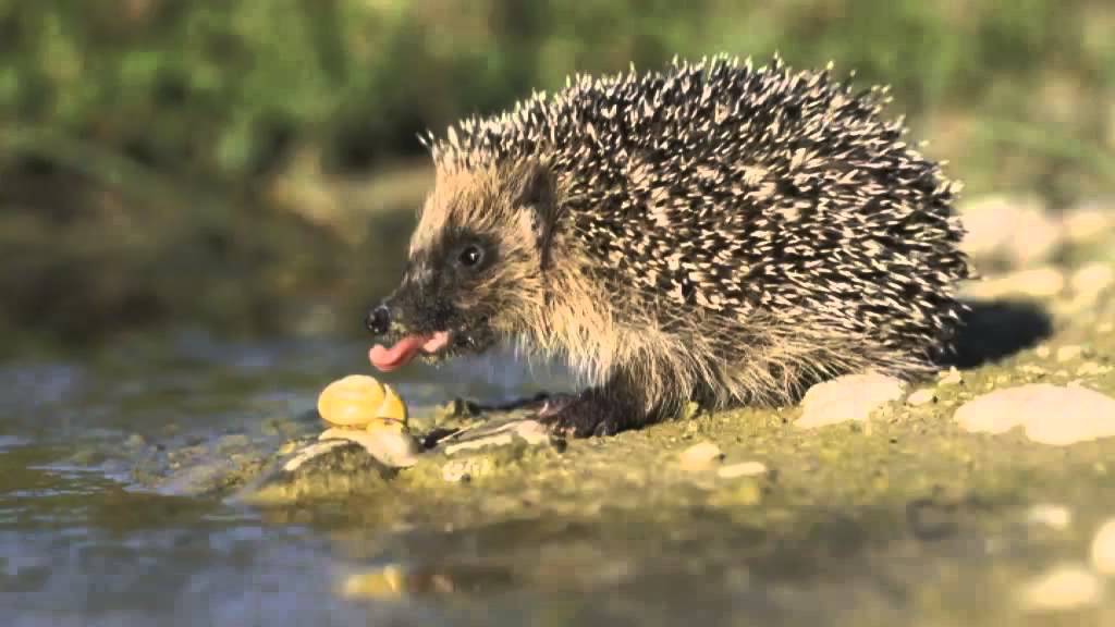Der Igel - Ein stacheliger Insektenfresser Trailer MedienLB - YouTube