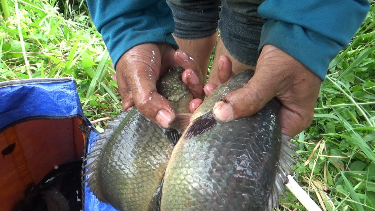 câu cá, móc lổ con rạch đầy cỏ dại , anh tư lên cá đã luôn.